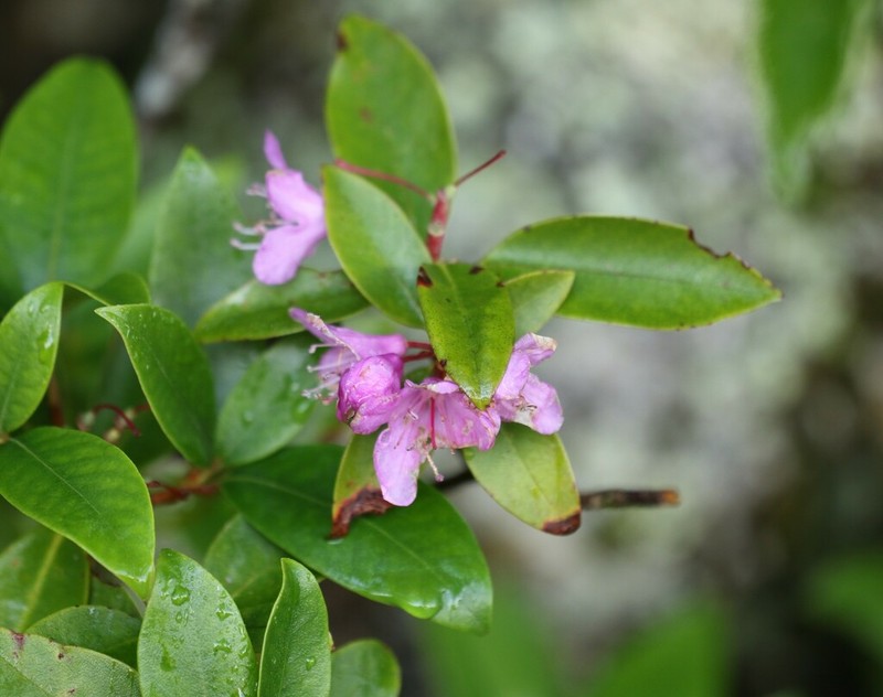 Rhododendron smokianum photo 5