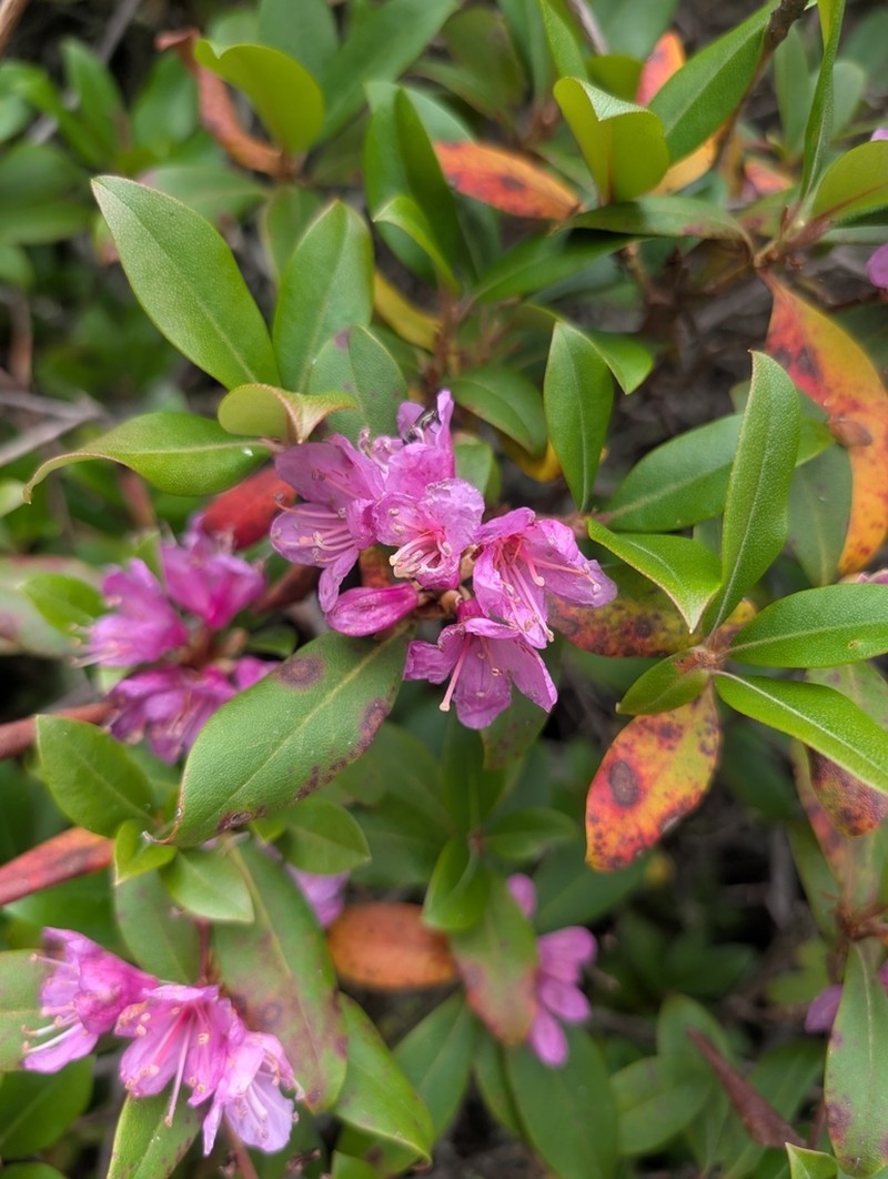 Rhododendron smokianum photo 6