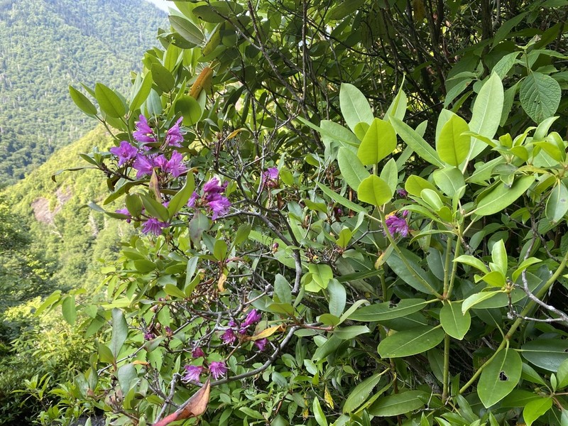 Rhododendron smokianum photo 7