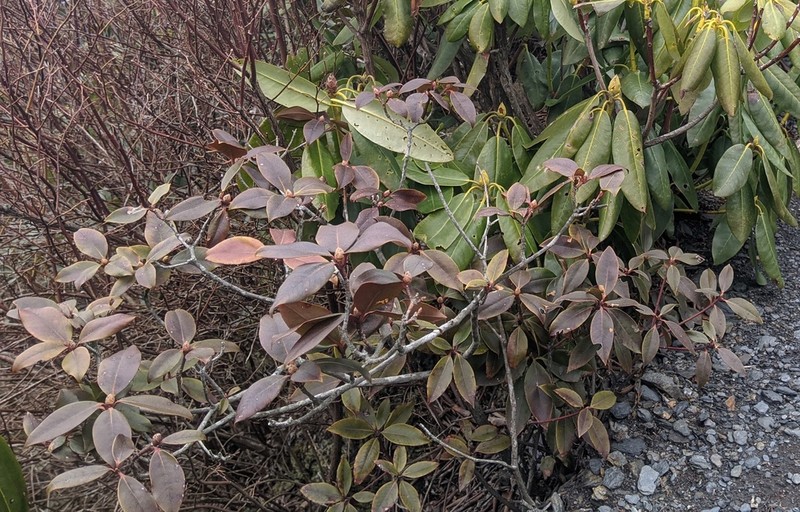 Rhododendron smokianum photo 8