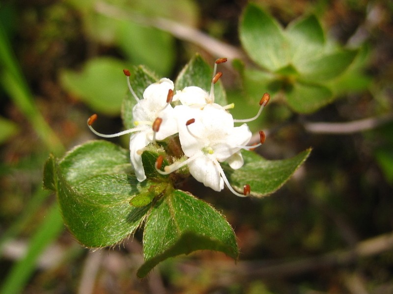 Rhododendron sohayakiense