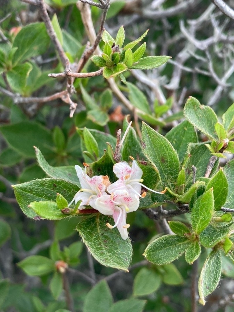 Rhododendron sohayakiense photo 2