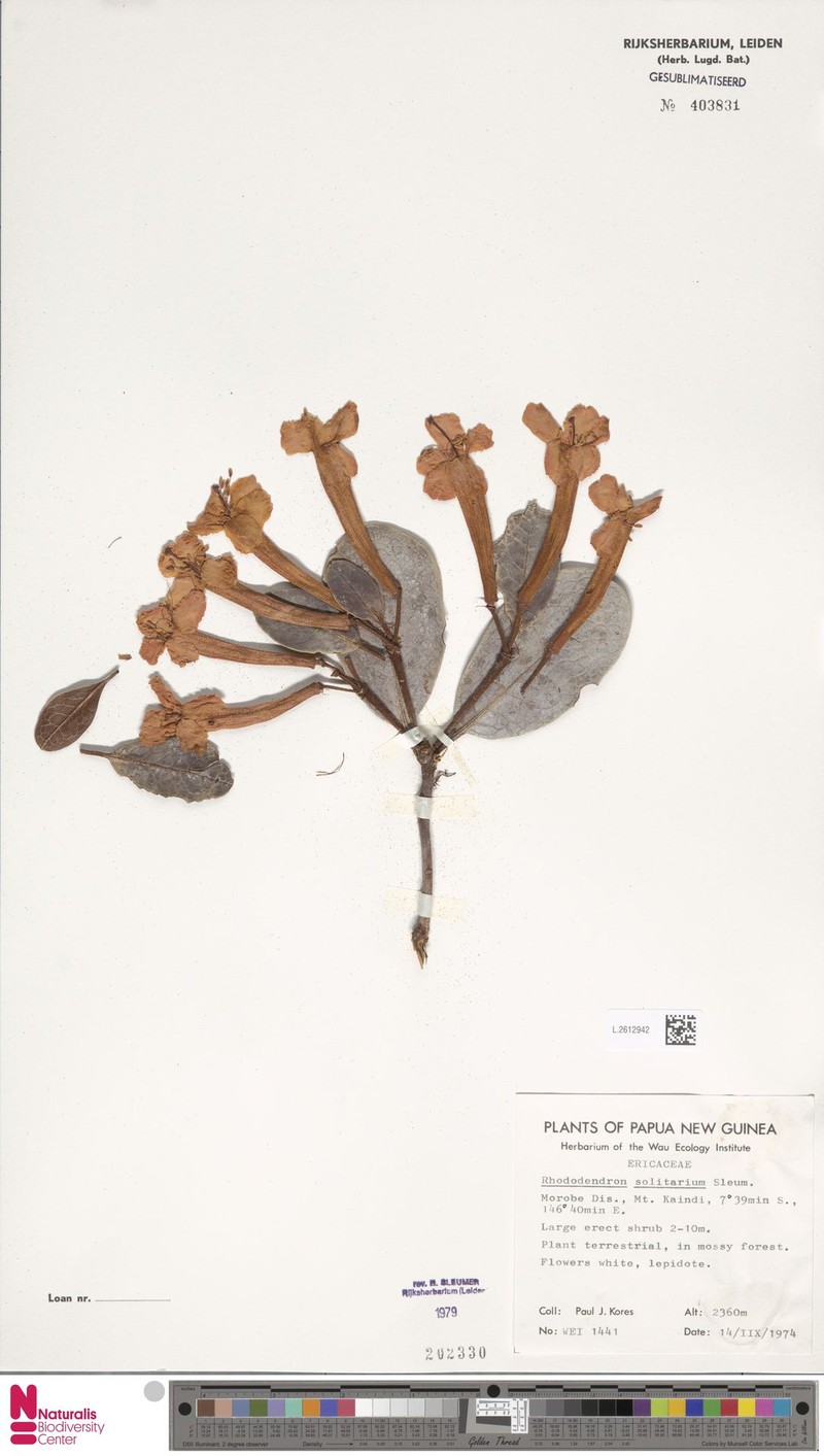 Rhododendron solitarium