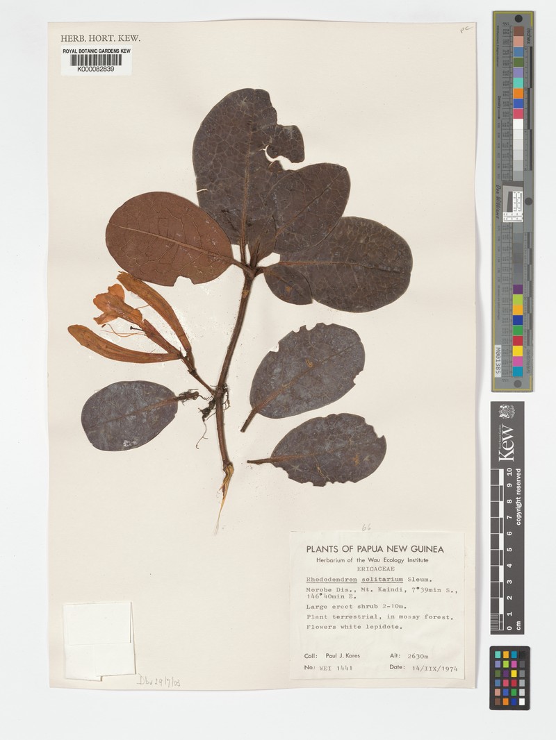 Rhododendron solitarium photo 5