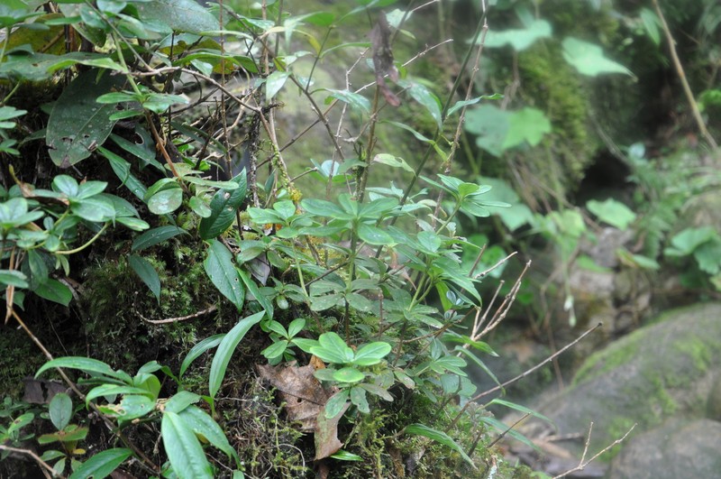 Rhododendron sororium