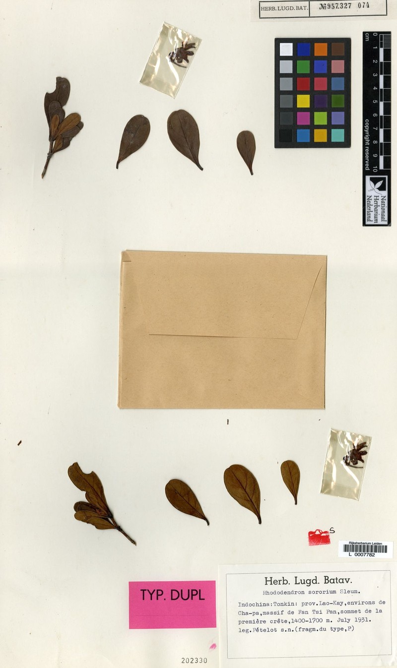 Rhododendron sororium photo 2