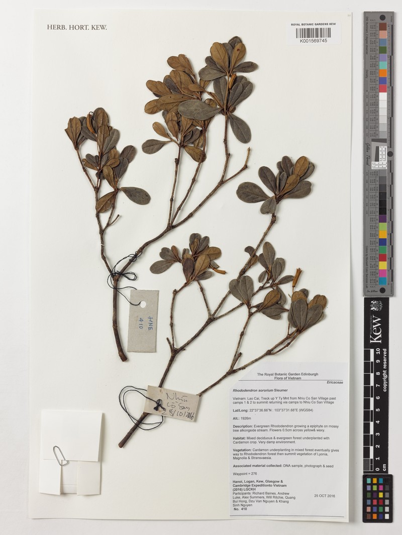 Rhododendron sororium photo 3