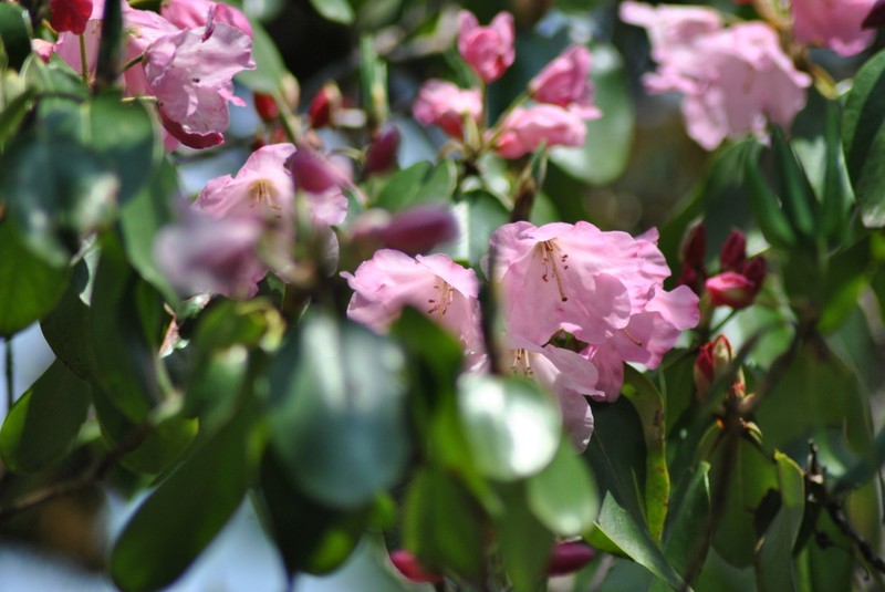Rhododendron souliei photo 2