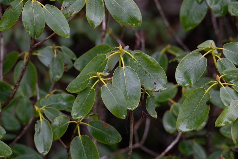 Rhododendron souliei photo 3