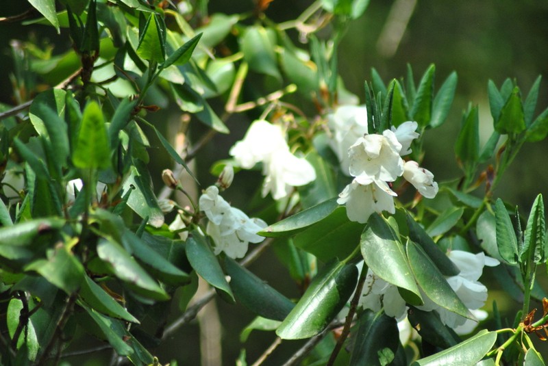 Rhododendron souliei photo 4