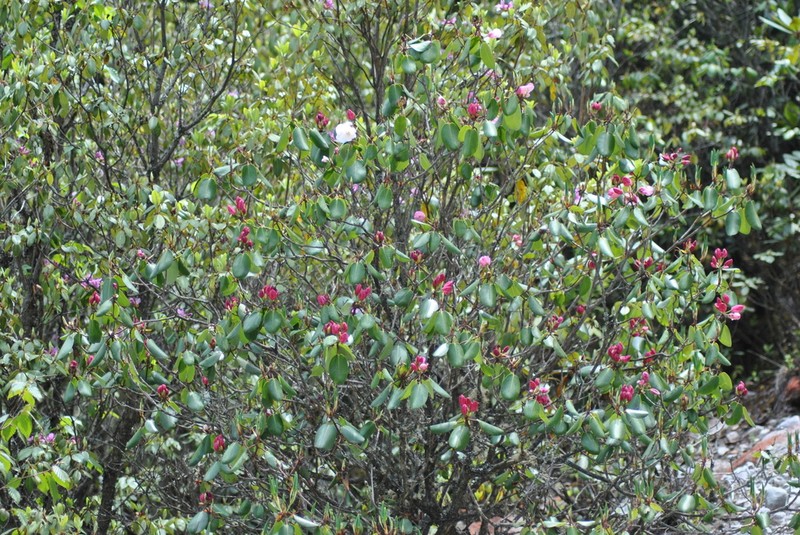 Rhododendron souliei photo 5