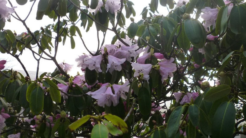 Rhododendron souliei photo 6