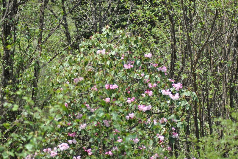 Rhododendron souliei photo 7