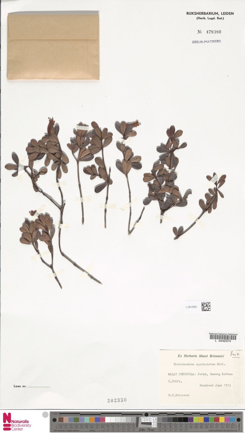 Rhododendron spathulatum