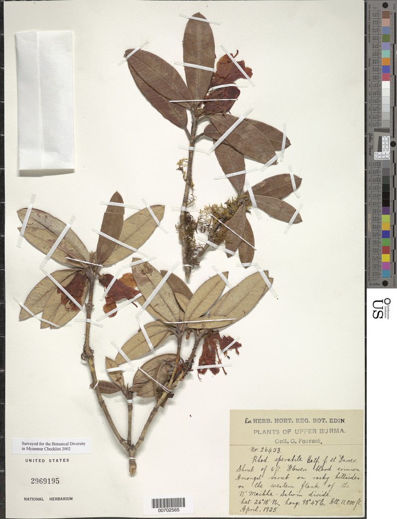 Rhododendron sperabile
