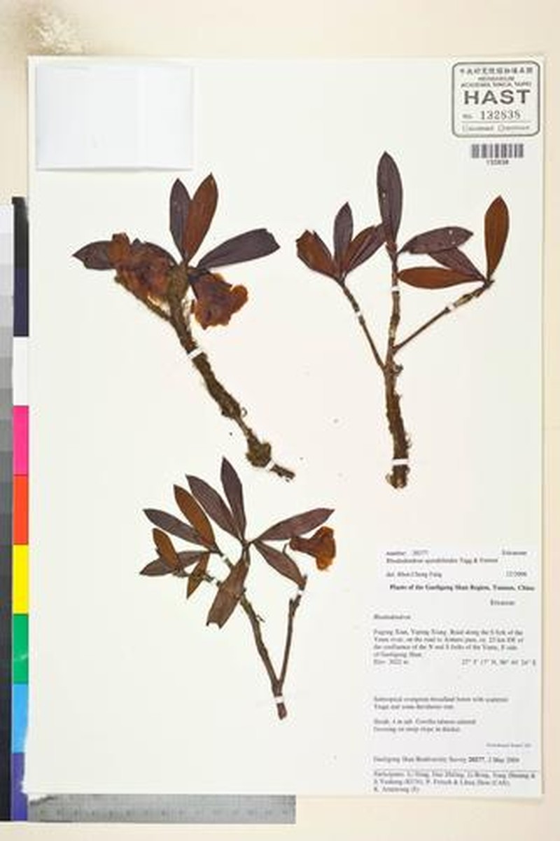 Rhododendron sperabiloides