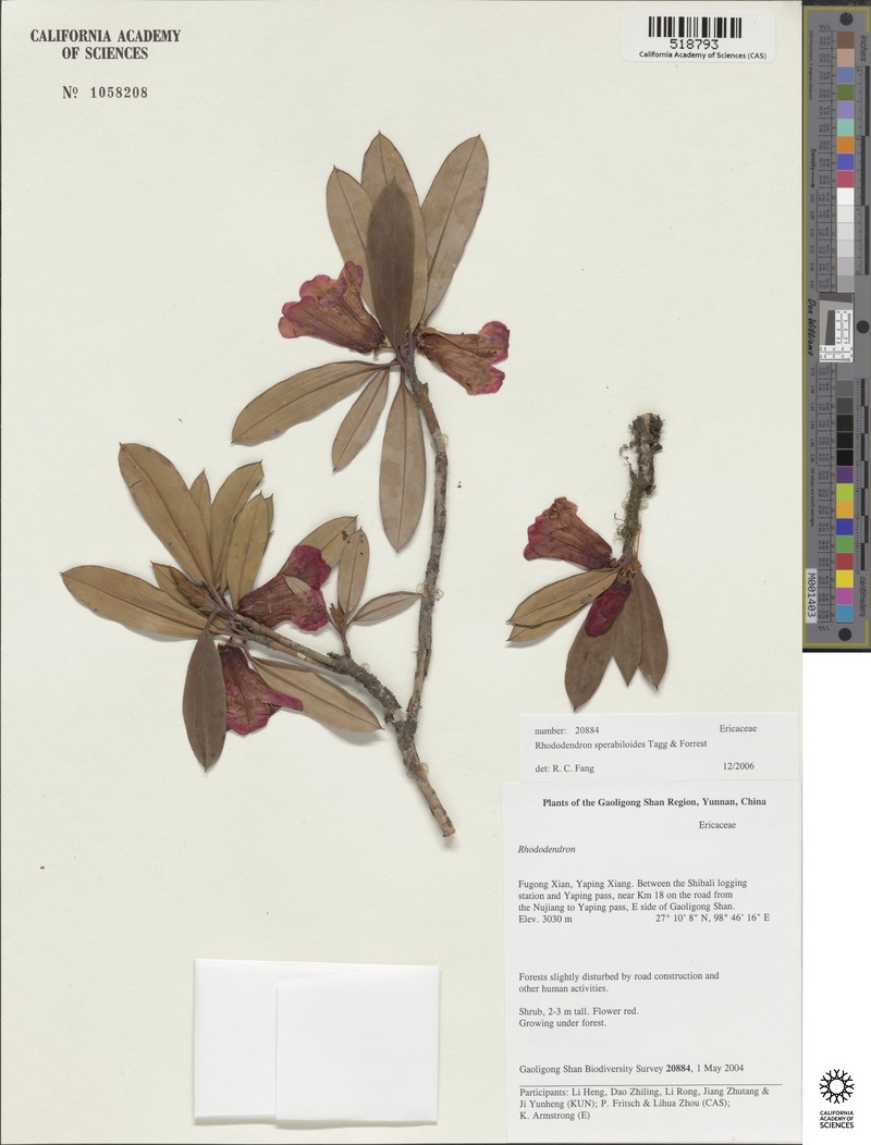 Rhododendron sperabiloides photo 2