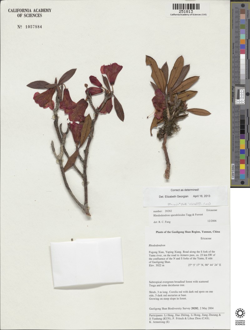 Rhododendron sperabiloides photo 3