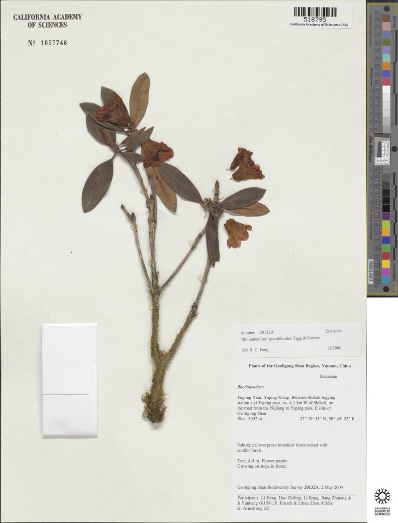 Rhododendron sperabiloides photo 4