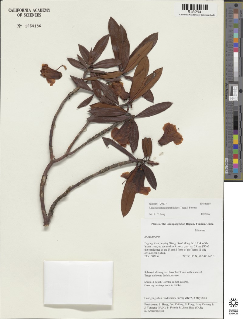 Rhododendron sperabiloides photo 5