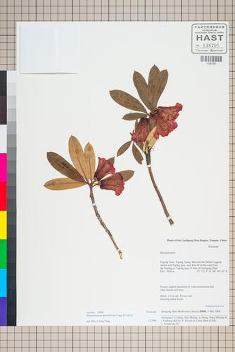 Rhododendron sperabiloides photo 6