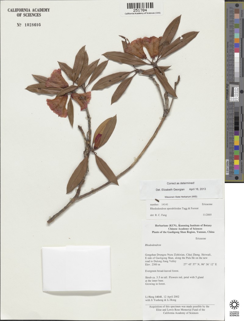 Rhododendron sperabiloides photo 7