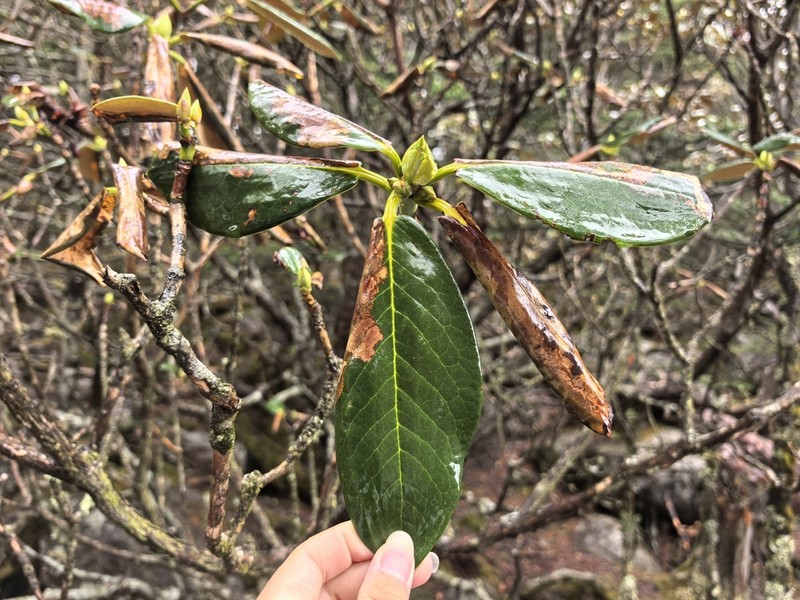 Rhododendron sphaeroblastum photo 2