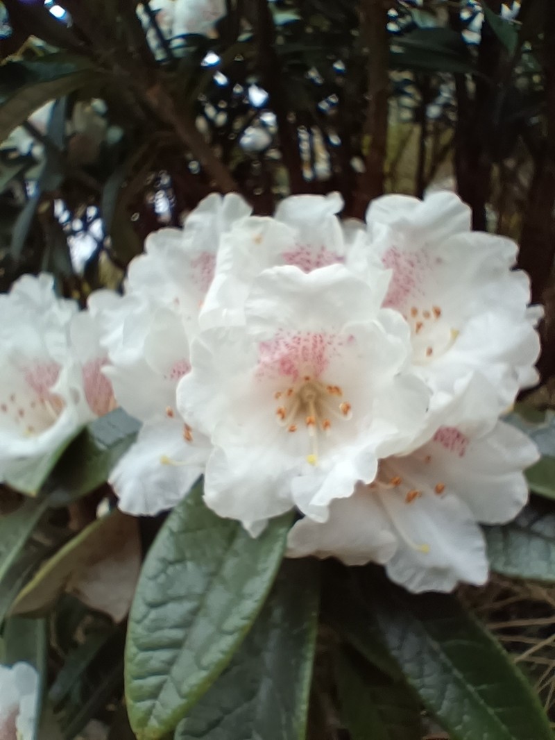 Rhododendron sphaeroblastum photo 3