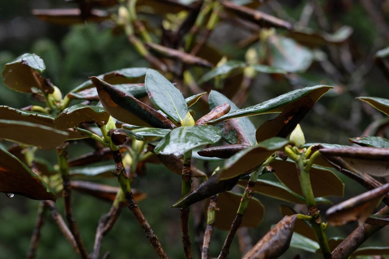 Rhododendron sphaeroblastum photo 4