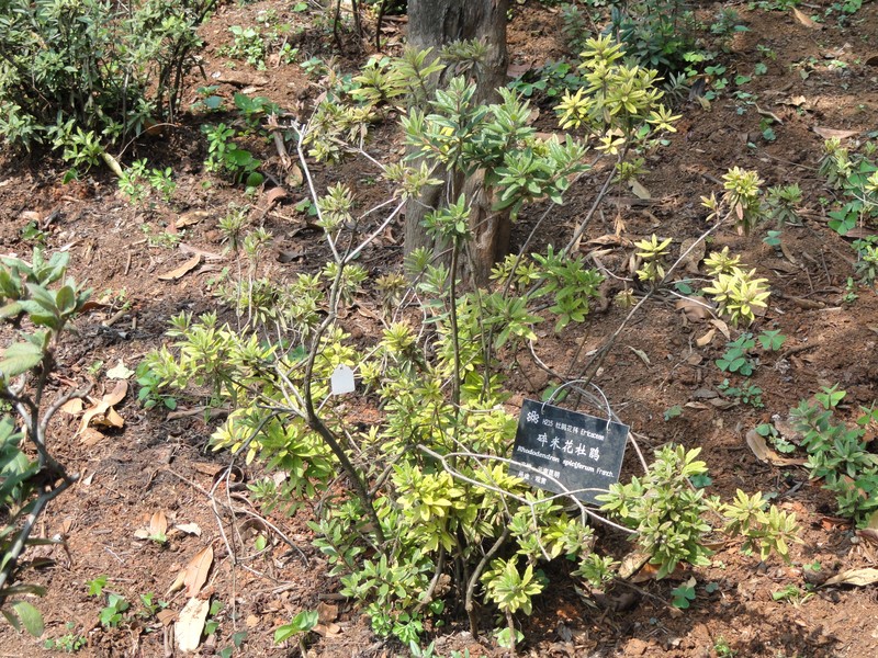 Rhododendron spiciferum
