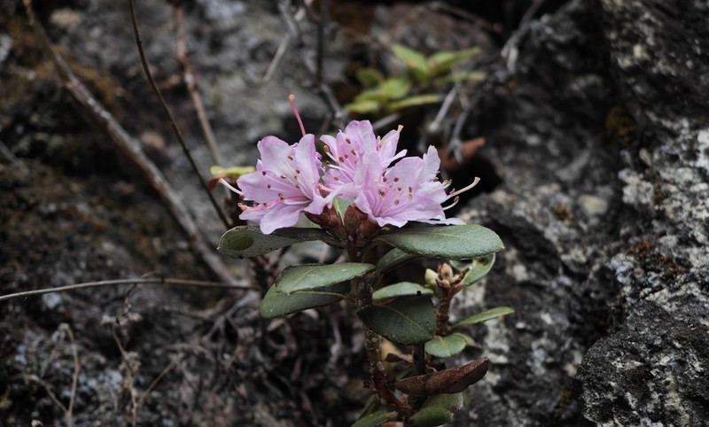 Rhododendron spiciferum photo 2