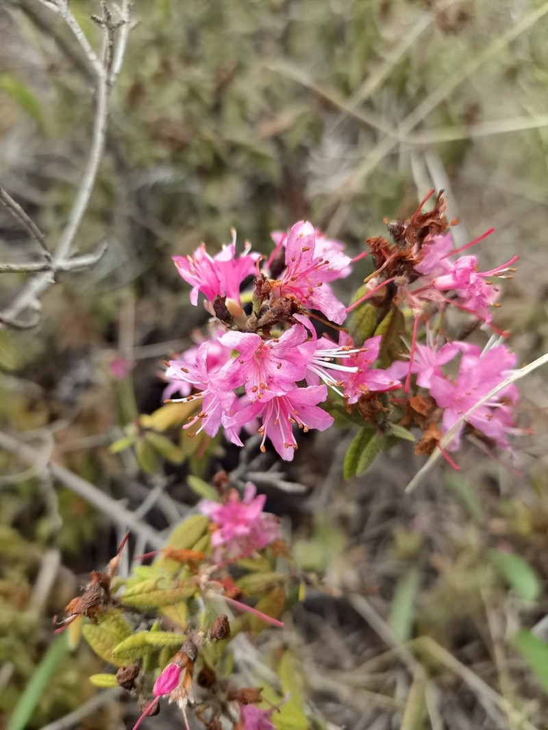 Rhododendron spiciferum photo 3