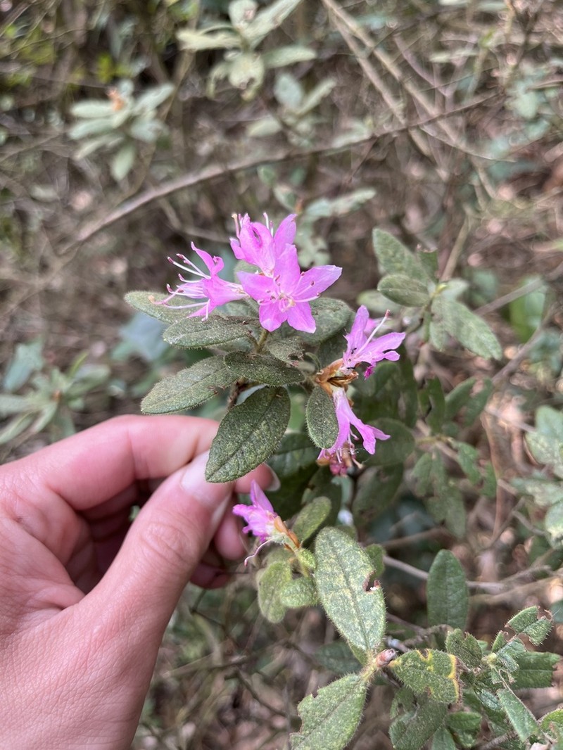 Rhododendron spiciferum photo 4