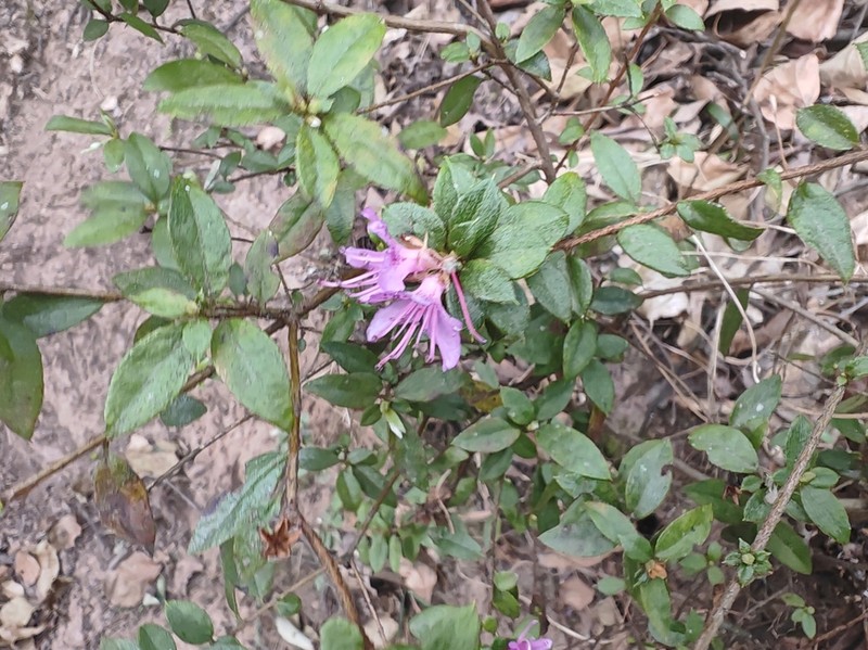 Rhododendron spiciferum photo 5