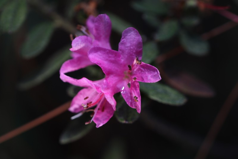 Rhododendron spiciferum photo 6