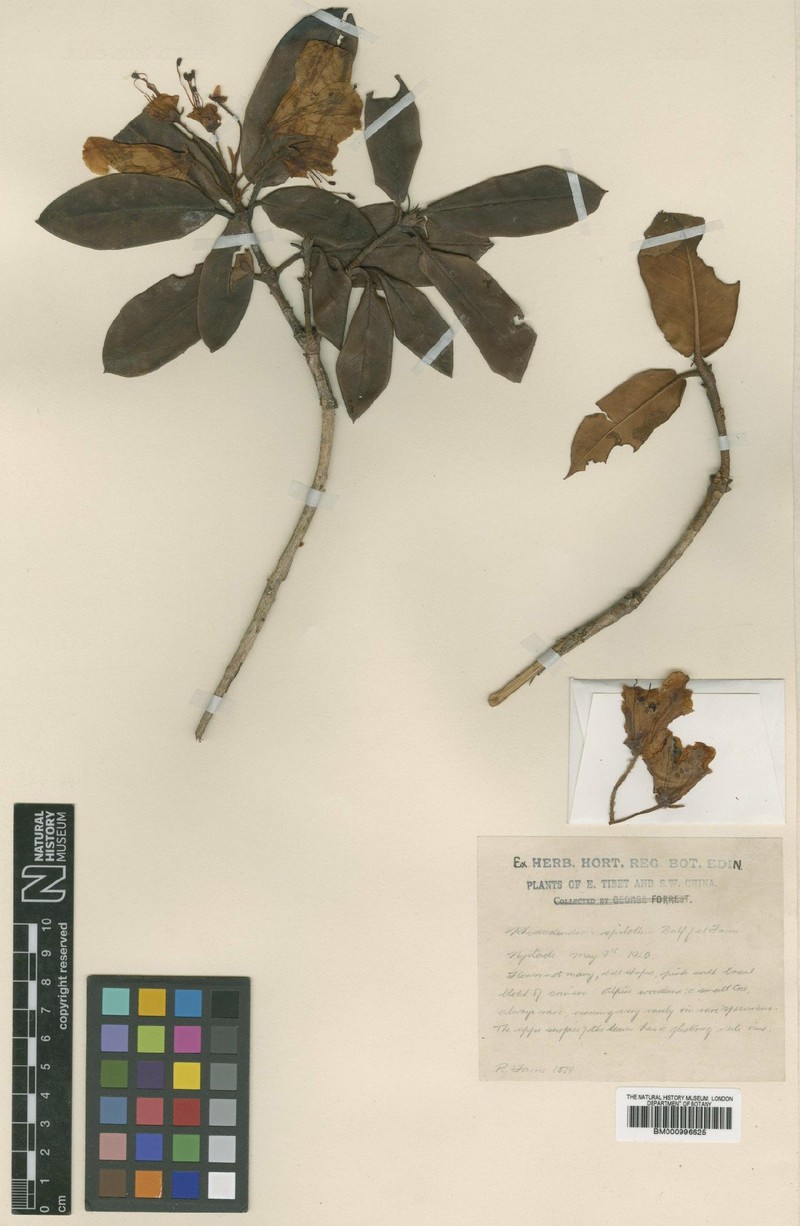 Rhododendron spilotum
