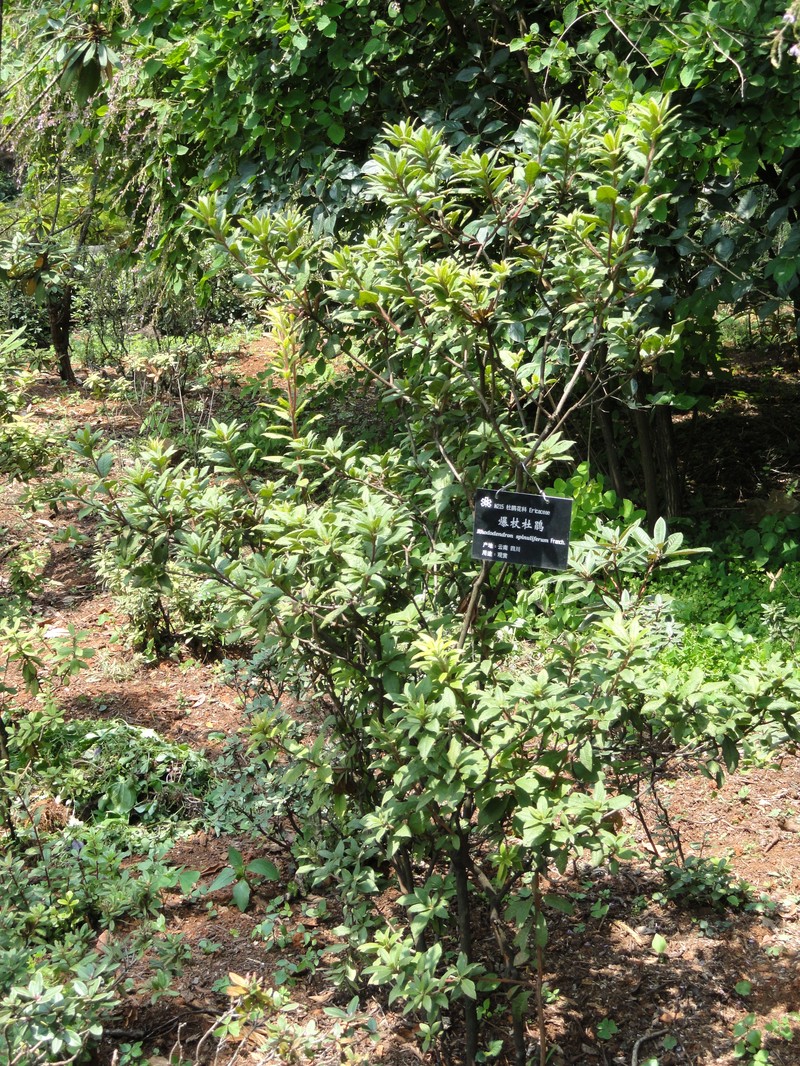 Rhododendron spinuliferum photo 2