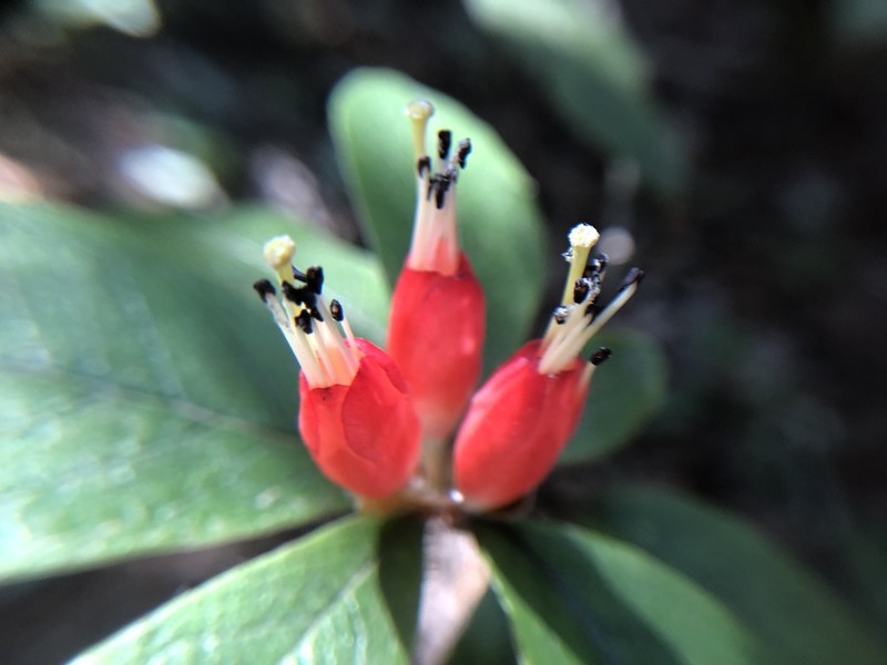 Rhododendron spinuliferum photo 3