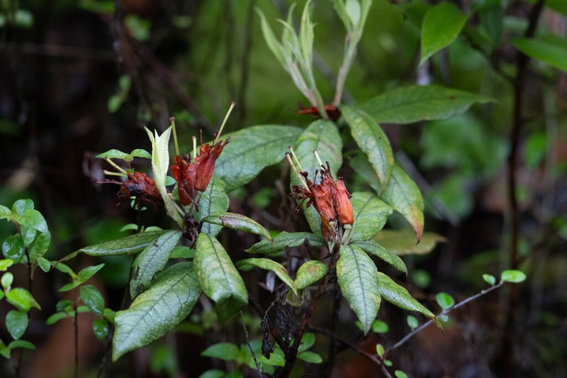 Rhododendron spinuliferum photo 4