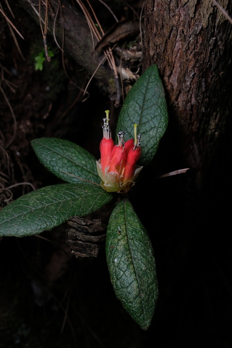 Rhododendron spinuliferum photo 5