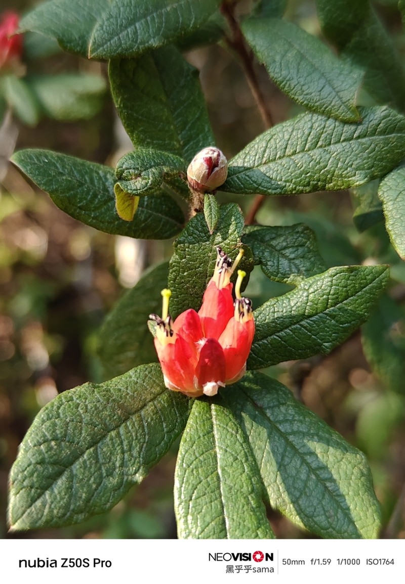 Rhododendron spinuliferum photo 6