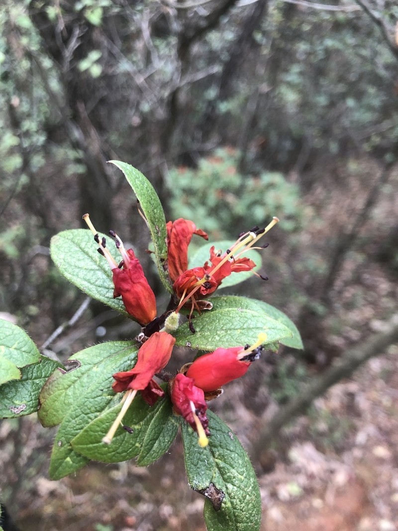 Rhododendron spinuliferum photo 7