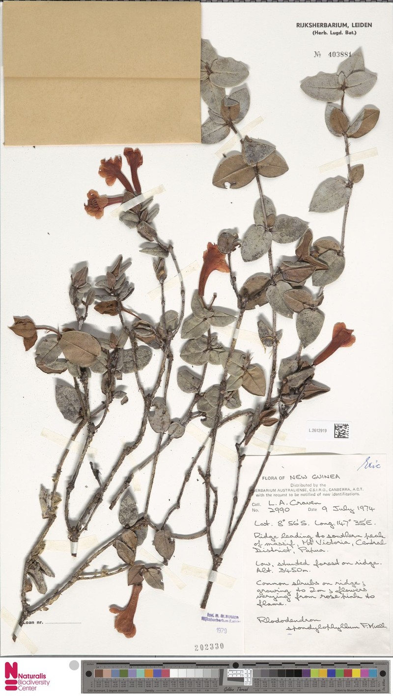 Rhododendron spondylophyllum