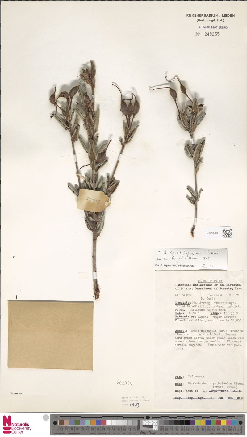 Rhododendron spondylophyllum photo 2