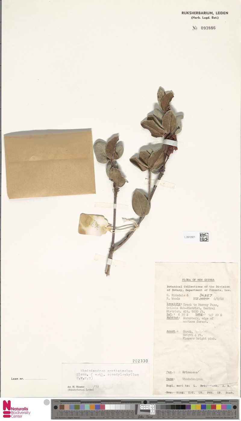 Rhododendron spondylophyllum photo 3
