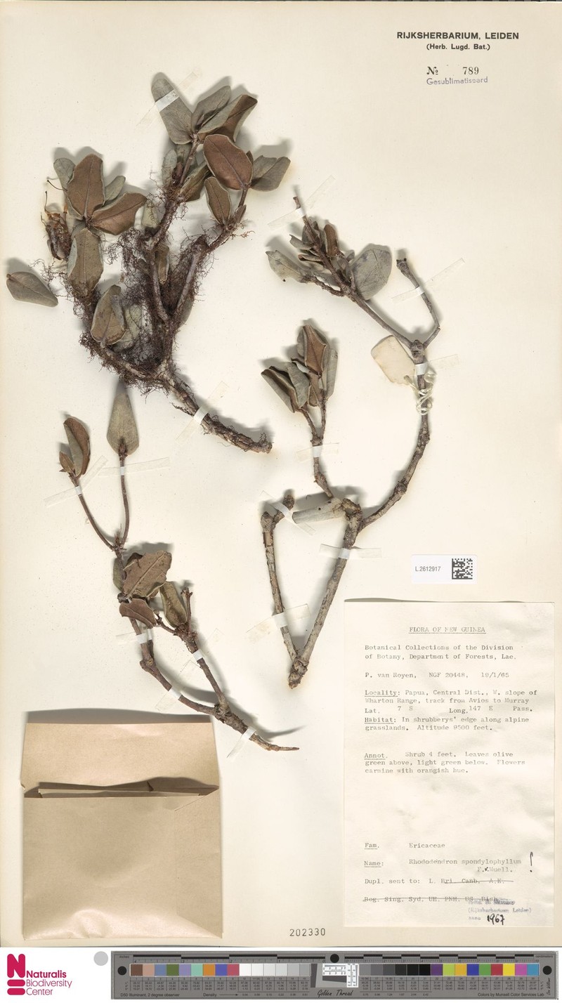 Rhododendron spondylophyllum photo 4
