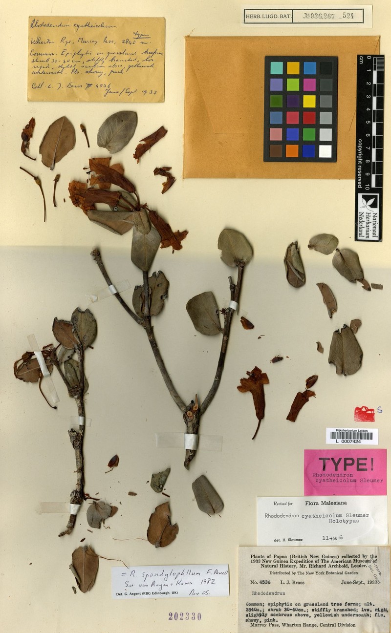 Rhododendron spondylophyllum photo 5
