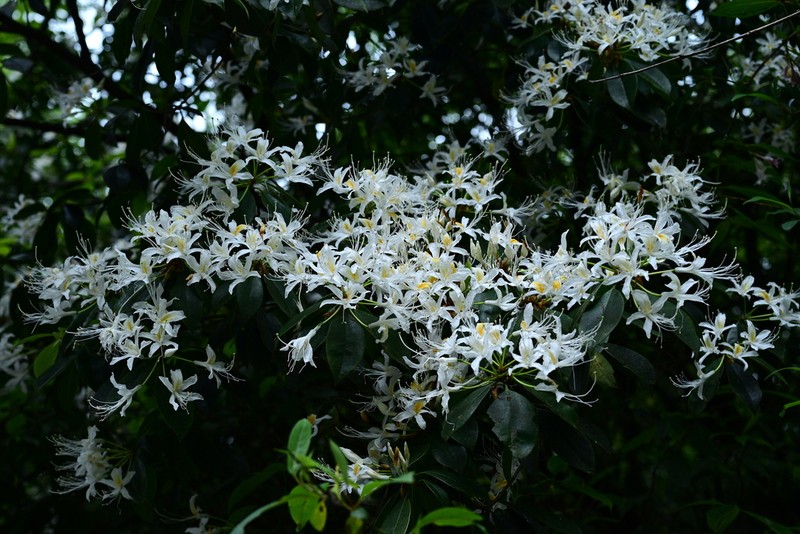 Rhododendron stamineum