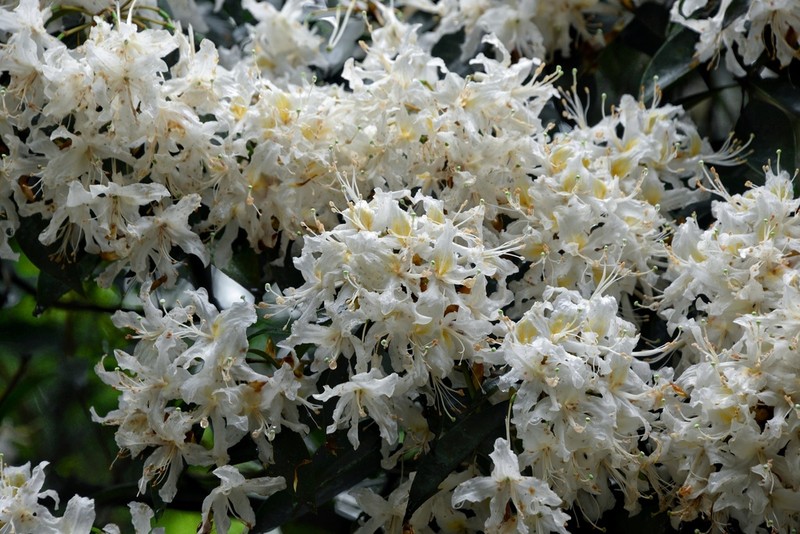 Rhododendron stamineum photo 2