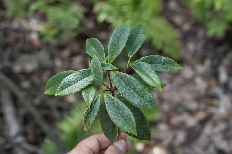 Rhododendron stamineum photo 3